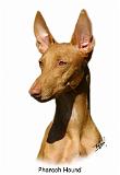 Pharaoh Hound 9P003D-60